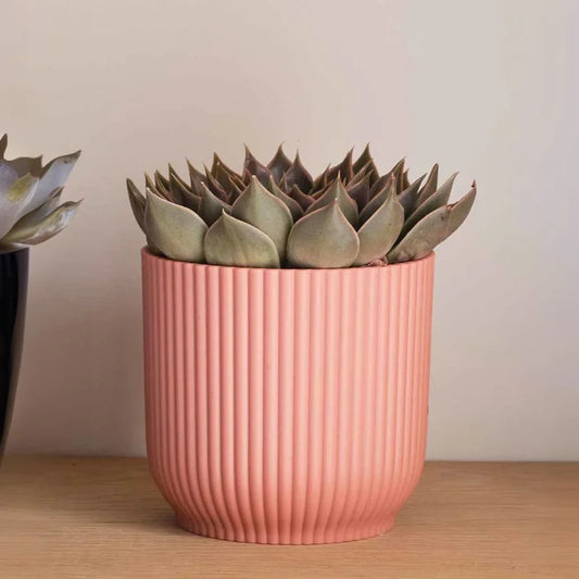 Trio de Succulentes & Pots - Plantes Artificielles