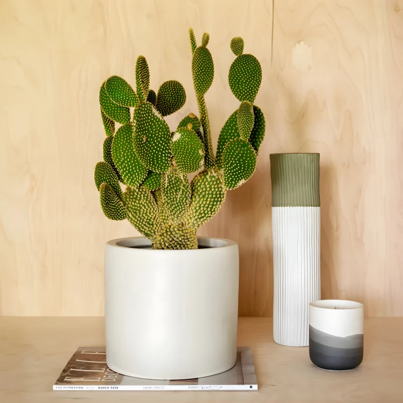 Cactus et Pot à Oreilles de Lapin - Plantes Artificielles