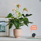 Anthurium Pêche, Pot et Bougie - Plantes Artificielles