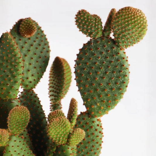 Cactus et Pot à Oreilles de Lapin - Plantes Artificielles