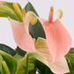 Anthurium Pêche et Pot