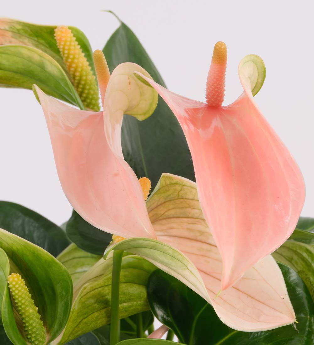 Anthurium Pêche et Pot