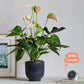 Anthurium Pêche, Pot et Bougie - Plantes Artificielles