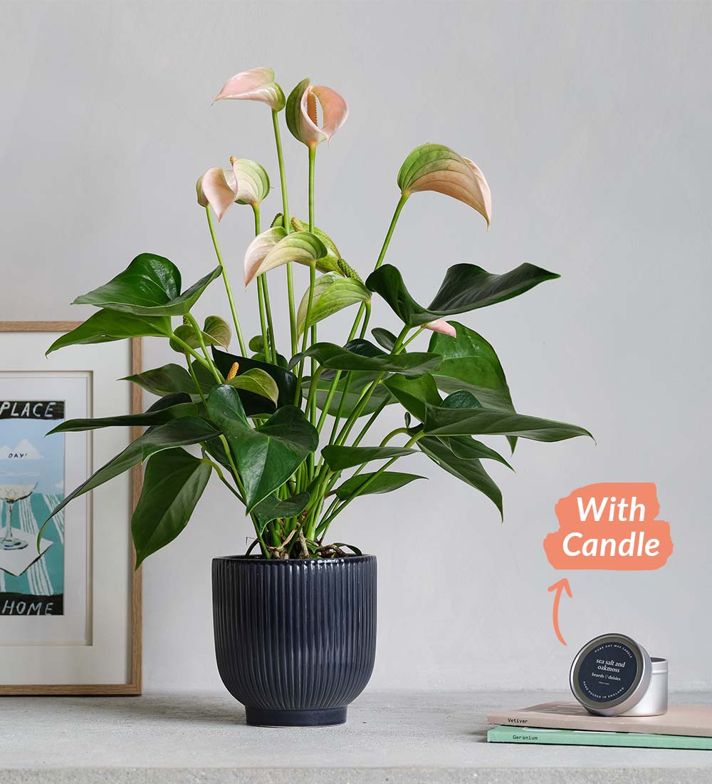 Anthurium Pêche, Pot et Bougie - Plantes Artificielles