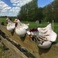 Décoration Drôle de Jardin de Poulets