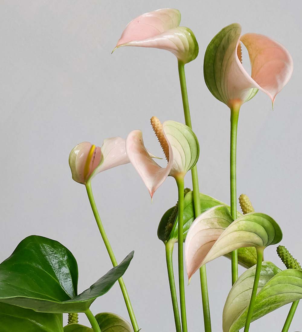 Anthurium Pêche et Pot